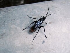 Tachypompilus analis