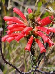 Erica abietina