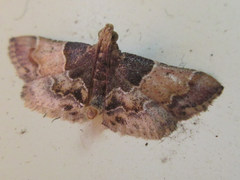 Pyralis pictalis