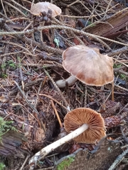 Cortinarius athabascus