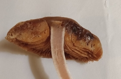 Cortinarius athabascus