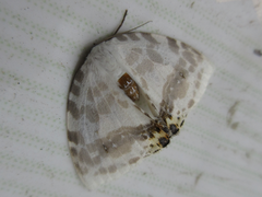 Sewa orbiferata