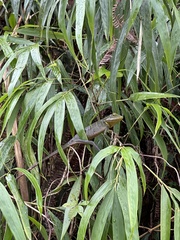 Bronchocela shenlong