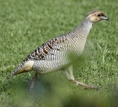 Ortygornis pondicerianus