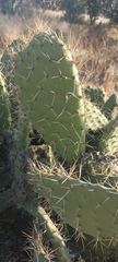 Opuntia streptacantha