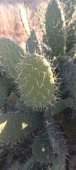 Opuntia streptacantha