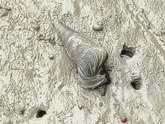 Telescopium telescopium