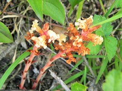 Orobanche kochii