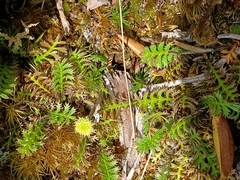 Leptinella squalida