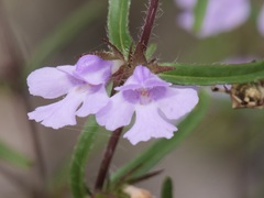 Hemigenia humilis