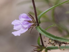 Hemigenia humilis