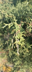 Cupressus lusitanica