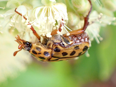 Neorrhina punctatum