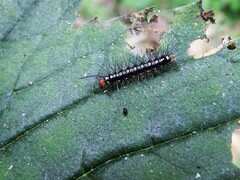 Nyctemera adversata