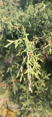 Cupressus lusitanica