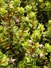 Olearia nummulariifolia