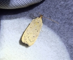 Phaeosaces coarctatella