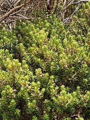 Olearia nummulariifolia