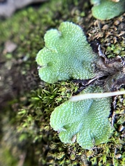 Asterella