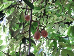 Millettia pachycarpa