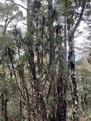 Dracophyllum traversii