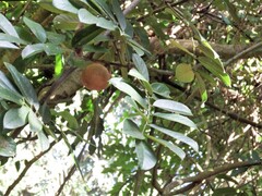 Millettia pachycarpa