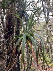 Dracophyllum traversii