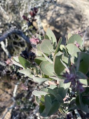 Arctostaphylos auriculata