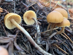 Galerina badipes