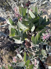 Arctostaphylos auriculata