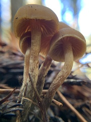 Galerina badipes