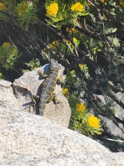 Pseudocordylus microlepidotus microlepidotus