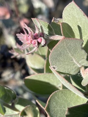 Arctostaphylos auriculata