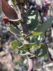 Arctostaphylos auriculata