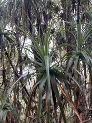 Dracophyllum traversii