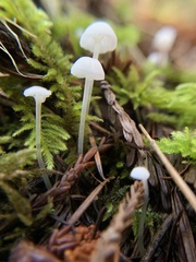 Roridomyces roridus