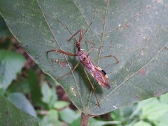 Epidaus sexspinus