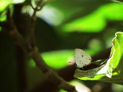 Megisba malaya sikkima