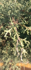 Cupressus lusitanica