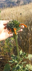 Leonotis nepetifolia