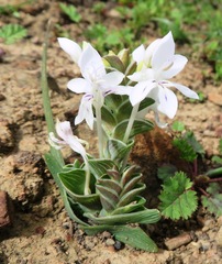 Lapeirousia pyramidalis pyramidalis