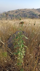 Leonotis nepetifolia
