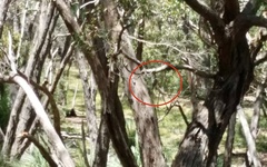 Accipiter cirrocephalus