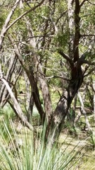 Accipiter cirrocephalus