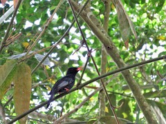Hypsipetes leucocephalus