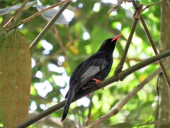 Hypsipetes leucocephalus