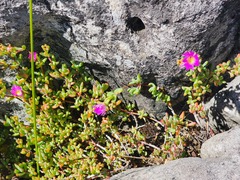 Lampranthus falciformis