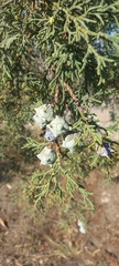 Cupressus lusitanica