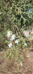 Cupressus lusitanica