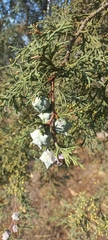 Cupressus lusitanica